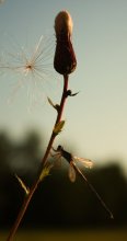 Grasshopper dragonfly / ***