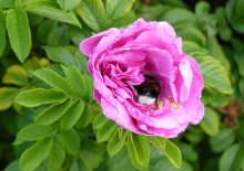 striped bumblebee / ................