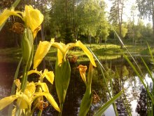 Auf dem Teich / ***