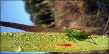Good morning! / *****Macro-world*****