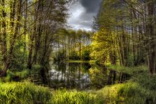 Forest bog / _hdr_