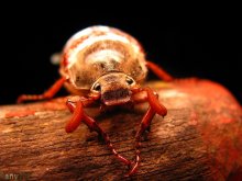 Cockchafer / ***