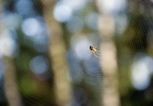 Anansi / ***