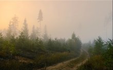 Morning in the Forest / ***