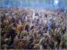 Micro world / ***