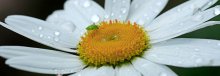 Camomile panoramka / ***