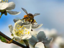Bee / No comments