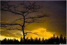 nature / photo