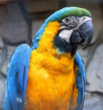 Portrait of a parrot / ***