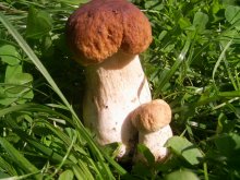 mushrooms / ***