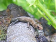 lizard / ***