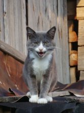 Smile, schießen Sie! / .......