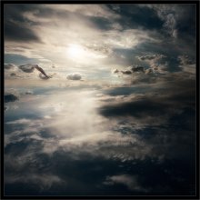Seagull, Jonathan Livingston ... / ***