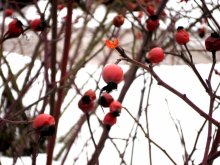 It was still winter / ***