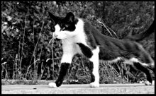 Cat / ***