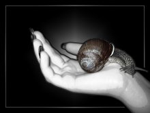 Snail in the palm / ***