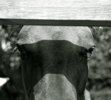 Von Pferd / ***