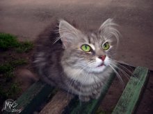 Yard Cat ... / ***