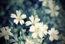 drowning in white / ................................................