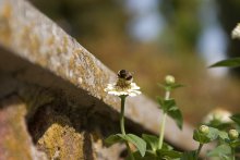 Flower and stones / ***