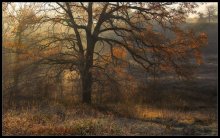 Fairytale NeTayga ... / ***