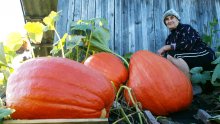 harvest / ***