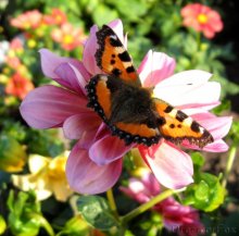a flower among flowers / *****