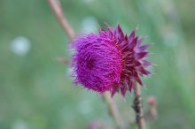 Thistle / ***