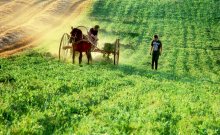 Mowing ... / ***