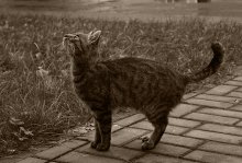 The taste is a cat flying mouse? / ***
