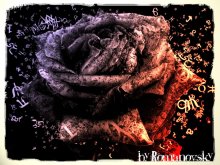 abstract rose / abstract rose