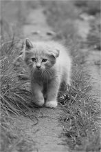 kitten / http://vicos-nethunter.livejournal.com/121914.html