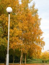 Autumn Gold / ***