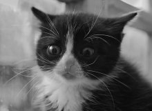 shock / ***
