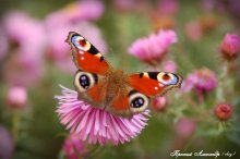 Schmetterling / ***
