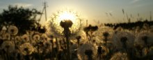 Lantern dandelion / ***