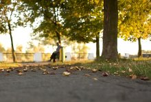autumn hedgehogs / ********