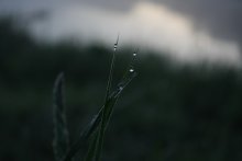 dew / ***