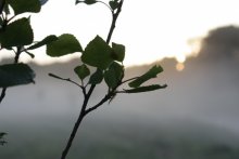 morning dragonfly / ***