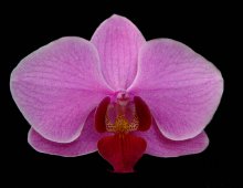 orchid / ***