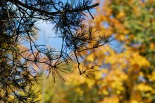 Images of autumn / ***