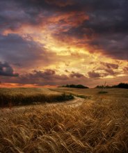 Field / ***
