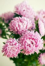 Autumn, asters / ***