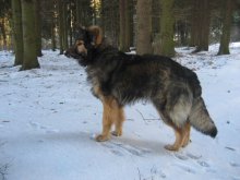 Mukhtar in the woods / ***