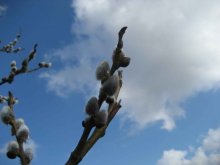 Spring / ***