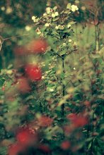 Russische Muster / ***