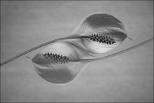 dualism / ***