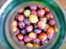 Berries / ***