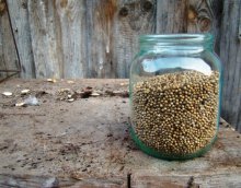 Seeds / ***