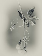 GRACE / ..................